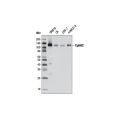 (2CPX023823R9999) PTBHCA24A  IFOS E1.2 With D6 2PW 4b, ABB